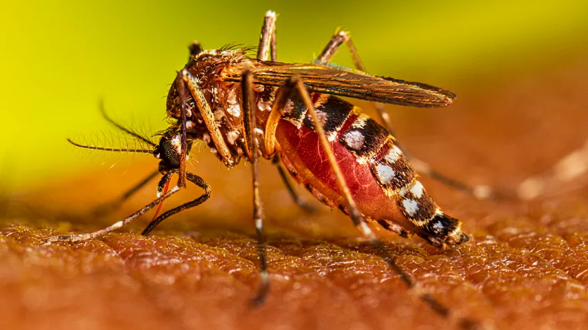 Bahia registra quinta morte em decorrência da dengue; caso mais recente foi registrado em Irecê