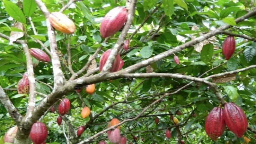 GOVERNO FEDERAL CRIA SELO VERDE PARA O CACAU CABRUCA DO SUL DA BAHIA